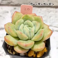 レア！ネクター 多肉植物 プラグ苗(抜き苗)3苗 ランダム発送 - メルカリ