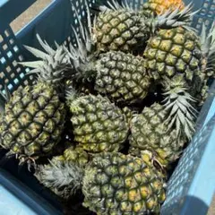 スナックパイン中玉8個のサムネイル