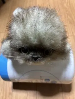 2026年最新】リーベねこぬいぐるみの人気アイテム - メルカリ