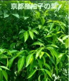 2025年最新】柚子の葉の人気アイテム - メルカリ