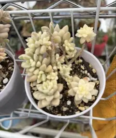 2025年最新】エケベリア 錦の人気アイテム - メルカリ