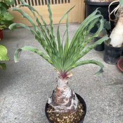 【現品】 ブーファン・デスティチャ（ブーファン・デスティカ）　6号　GT番 ブーファン：ディスティチャ 6号23-01 の通販 | 園芸ネット