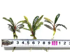 ブセファランドラ sp B rownie H ermes 無農薬　水草のサムネイル
