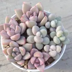 ２種 a. カット苗 多肉植物