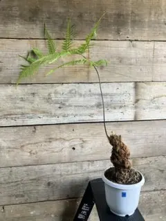 極上 エバーフレッシュ 斑入り 観葉植物 ネムノキ ネムの木 - メルカリ