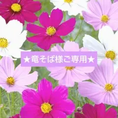 竜そば様 リクエスト 2点 まとめ商品＆ハートフルな小物入れ＆リングホルダー