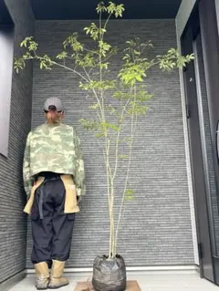 山採り天然 斑紋アオダモ本株立ち 33 - メルカリ