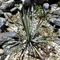 9　特大　ロストラータ　幹太　引き取り限定 メルカリ その他観葉植物