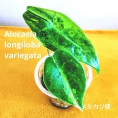 アロカシア ロンギロバ レモン バリエガータ｜タイ輸入株 発根済み 鉢