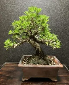 赤松 盆栽 アイグロ 激古 樹高20㎝ - メルカリ