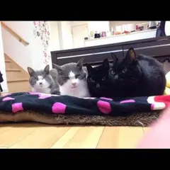 necoco＊anna様専用