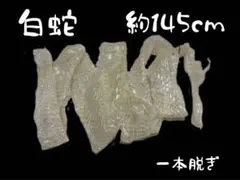 화이트 스네이크 필링 스킨 약 145 cm 알비노