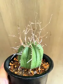 あつし様 リクエスト 2点 まとめ商品