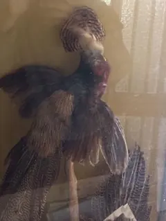 2025年最新】キジ剥製の人気アイテム - メルカリ