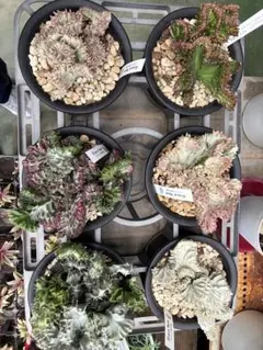 希少品種！特大ユーフォルビア ラクテア 綴化 パープル 観葉植物