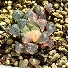 シ*エ様 OB-1オブツーサ錦　超美株　ハオルチア　観葉植物　オークション　5