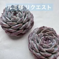ルミ様 リクエスト 5点 まとめ商品