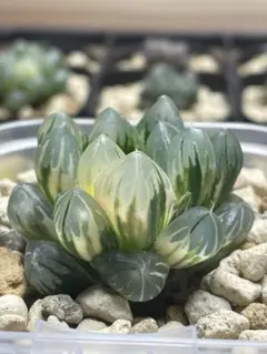 【鉢ごと発送】ハオルチア　水中の月オブツーサ錦　L