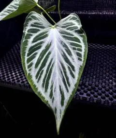 2026年最新】ココスヤシ シルバーの人気アイテム - メルカリ