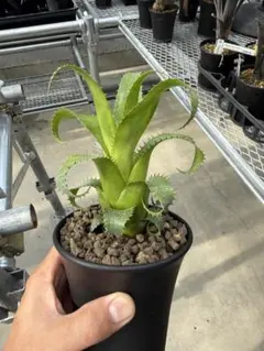 食虫植物 ウトリクラリア タマラセリー ネルンビフォリア ヤマト発送