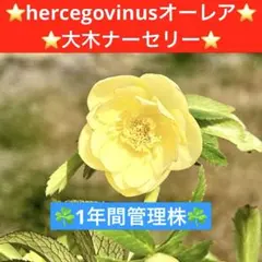 55☘️1年間管理株☘️⭐️hercegovinus x multifidus⭐️大木 - メルカリ