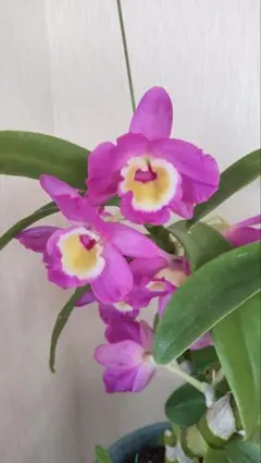 デンドロビウム　高芽２本のサムネイル