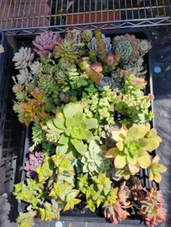 多肉植物詰め合わせセット ダンボール 60サイズ