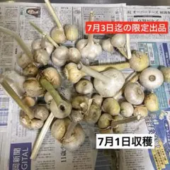 【3日間限定】国産 生にんにく大ニンニク　ジャンボニンニク 茎付き まとめ売りのサムネイル