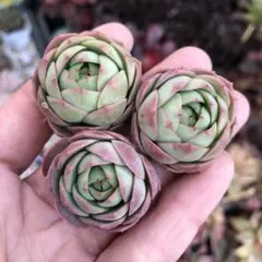 mas様 リクエスト 2点 まとめ商品