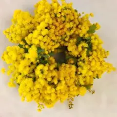 ふかふかミモザリース　フレッシュミモザ　ポコポコふんわりリース　春リース