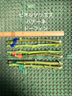 イチジク 穂木 6本セットのサムネイル
