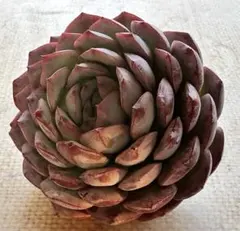 t*）様 2835新入荷　エメラルドワルツ　エケベリア　多肉植物　撮影1月28