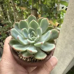 多肉植物 七福神 抜き苗① - メルカリ