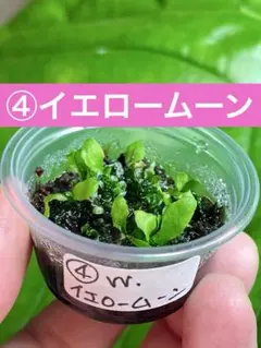 【追加同梱速達❣️】りと様 リクエスト 2点 まとめ商品