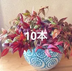 オタフクナンテン　お多福南天　10本カット枝　お正月飾り　材料