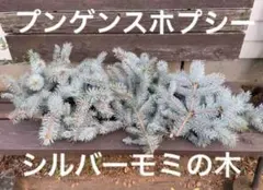 現品、モミの木※プンゲンストウヒホプシー　この一本のみです　早い者勝ちです 楽天市場】【現品発送】もみの木の王様プンゲンストウヒ