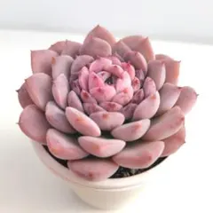 2026年最新】エリークイーンの人気アイテム - メルカリ