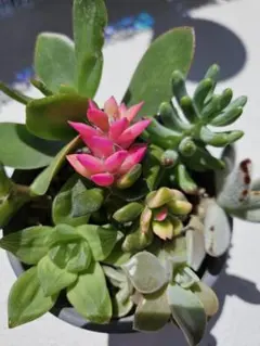 多肉植物寄せ植えセット