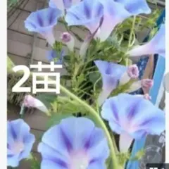 西洋朝顔★ヘーゼルウッドブルーズの苗★2苗のサムネイル