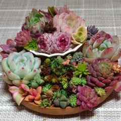 朝摘み！エケベリア&セダムmix　寄植えセット　韓国苗　多肉植物