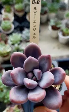 2025年最新】ぼのぼのさん苗の人気アイテム - メルカリ