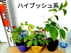 超メルカリ市特別価格‼️ ブルーベリー苗 ハイブッシュ系 5本セット