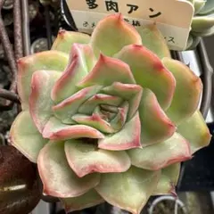 霜椿xメキシコポルデンシス 多肉アン 抜き苗 札付き 多肉植物 6㌢ポットのサムネイル