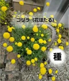 【一年草】花ほたる（コツラ）花の種　50粒以上　 黄色いボンボンが可愛いです♪