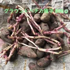 갈은 펙티카 씨드 포테이토 800g