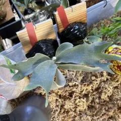 もんちゃん様 リクエスト 2点 まとめ商品