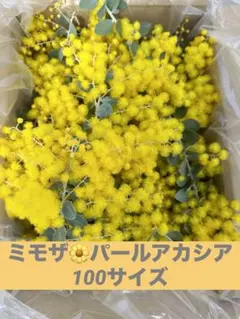 2026年最新】パールアカシアの人気アイテム - メルカリ