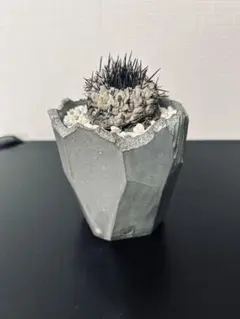 2026年最新】n/oh 鉢の人気アイテム - メルカリ