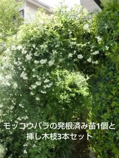 モッコウバラ発根済み苗1本と挿し木枝3本セットのサムネイル