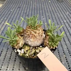 多肉植物 紫晃星デンサム抜き苗 - メルカリ